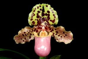 Paphiopedilum henryanum Arnie HCC/AOS 78 pts.